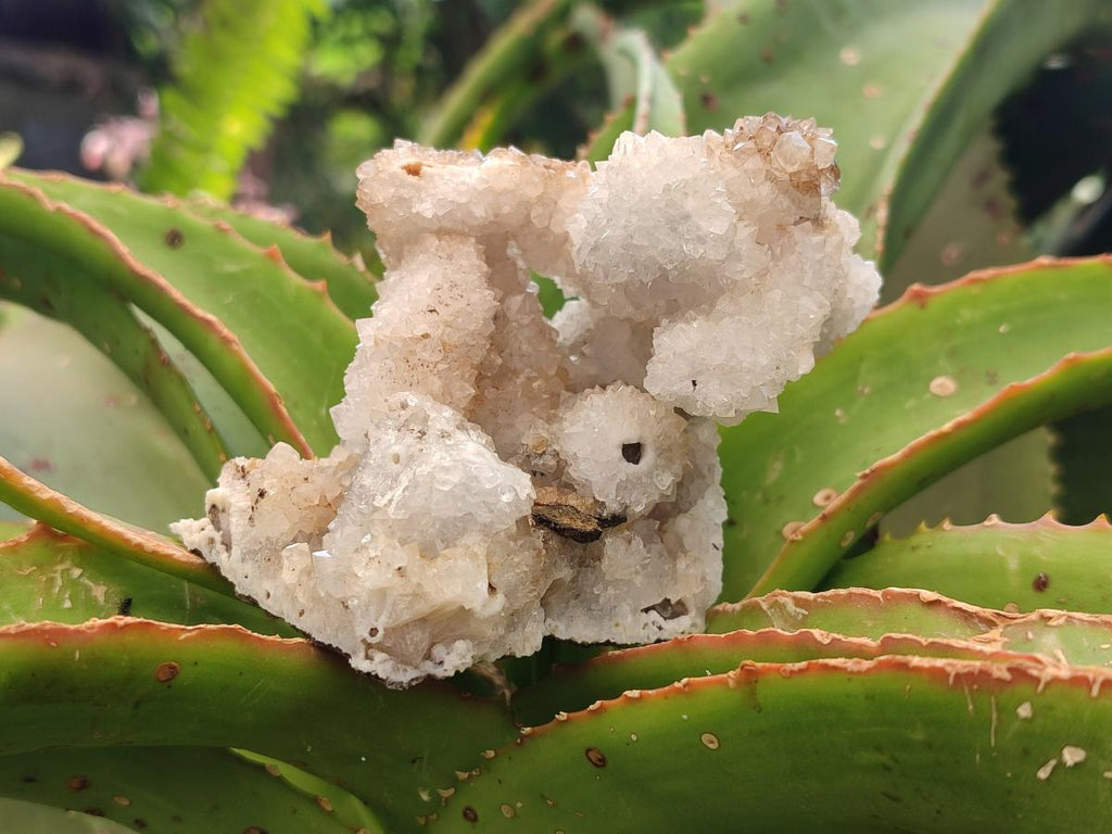 Natural Drusy Quartz Coated Calcite Pseudomorph Specimens x 6 From Albert's Mountain, Lesotho