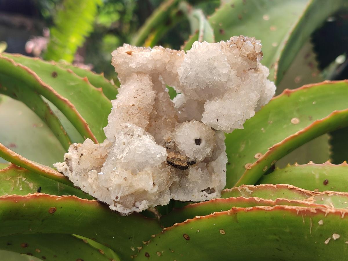 Natural Drusy Quartz Coated Calcite Pseudomorph Specimens x 6 From Albert's Mountain, Lesotho