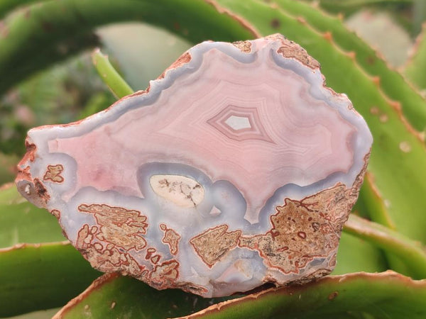 Polished On One Side Pink Shashe River Agate Nodules x 12 From Shashe River, Zimbabwe