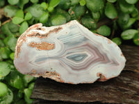Polished On One Side Pink Shashe River Agate Nodules x 12 From Shashe River, Zimbabwe