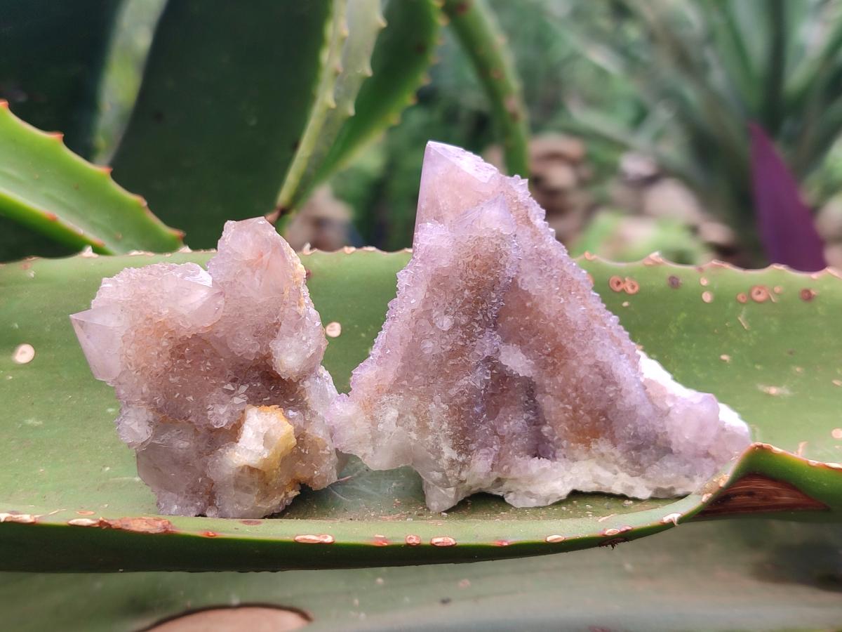 Natural Amethyst and Ametrine Spirit Clusters x 12 From Boekenhouthoek, South Africa