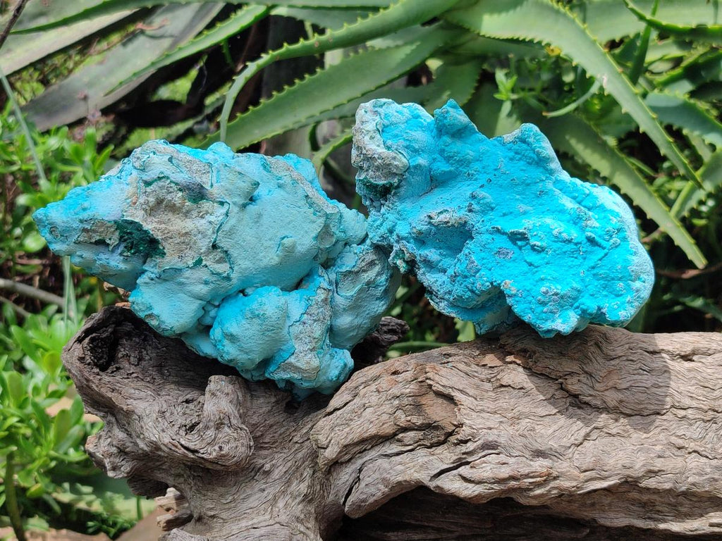 Natural Botryoidal Chrysocolla With Malachite Specimens x 2 From Kolwezi, Congo