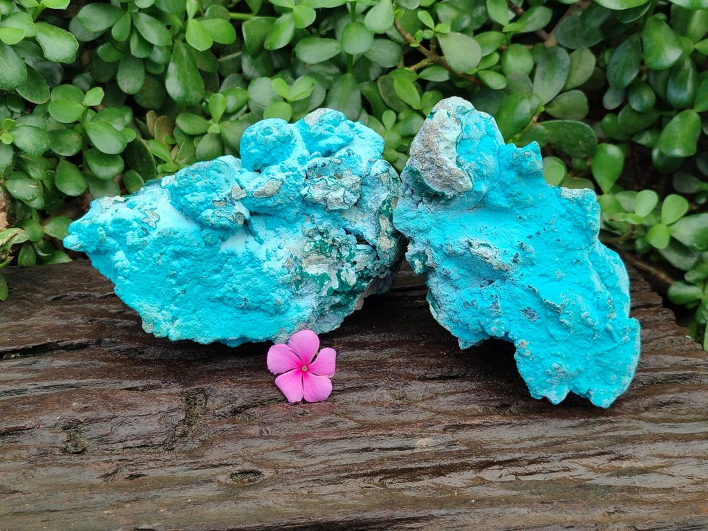 Natural Botryoidal Chrysocolla With Malachite Specimens x 2 From Kolwezi, Congo
