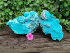 Natural Botryoidal Chrysocolla With Malachite Specimens x 2 From Kolwezi, Congo