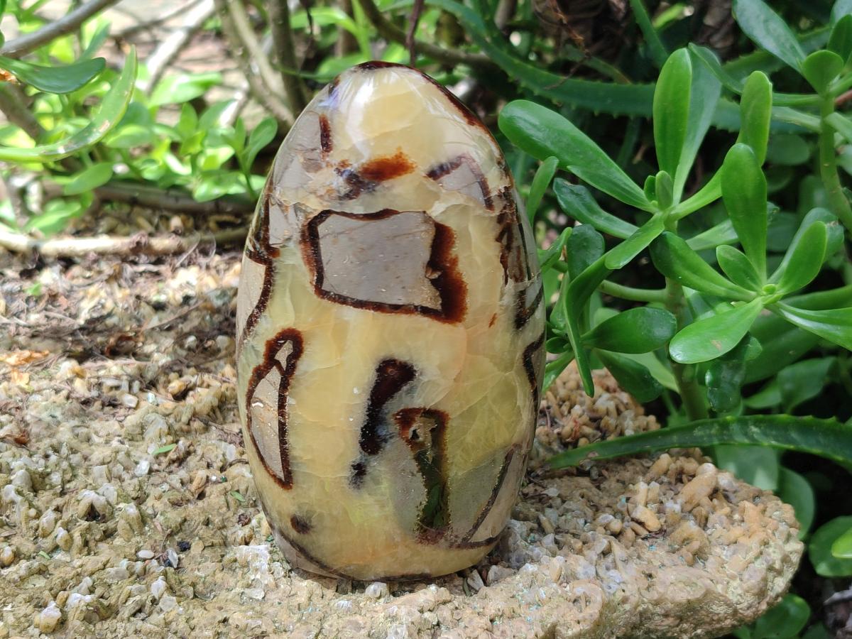 Polished Septerye Standing Free Forms x 4 From Mahajanga, Madagascar