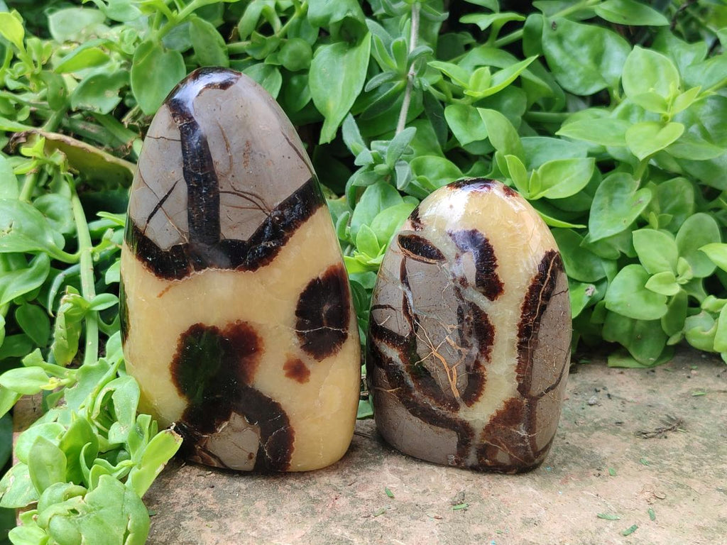 Polished Septerye Standing Free Forms x 4 From Mahajanga, Madagascar