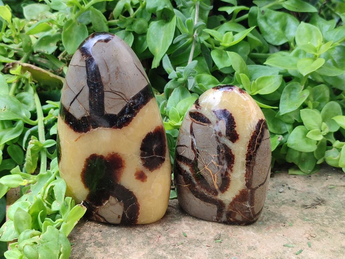 Polished Septerye Standing Free Forms x 4 From Mahajanga, Madagascar