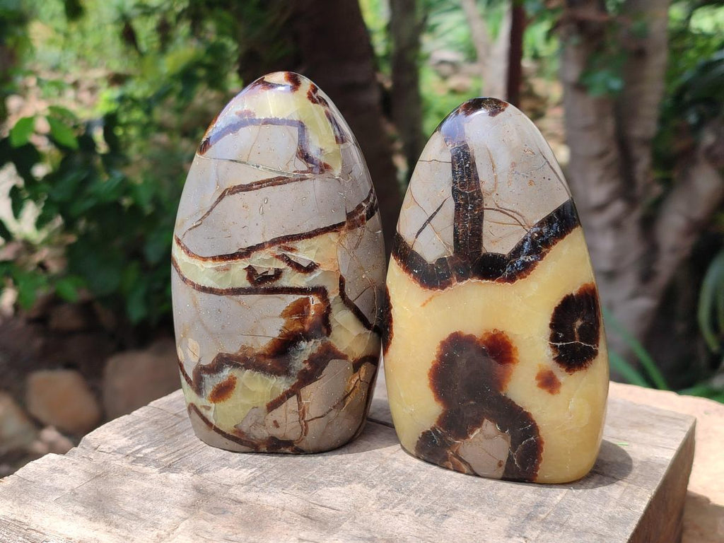 Polished Septerye Standing Free Forms x 4 From Mahajanga, Madagascar