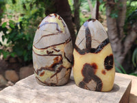 Polished Septerye Standing Free Forms x 4 From Mahajanga, Madagascar