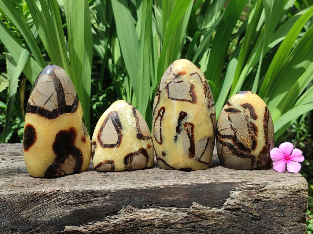 Polished Septerye Standing Free Forms x 4 From Mahajanga, Madagascar