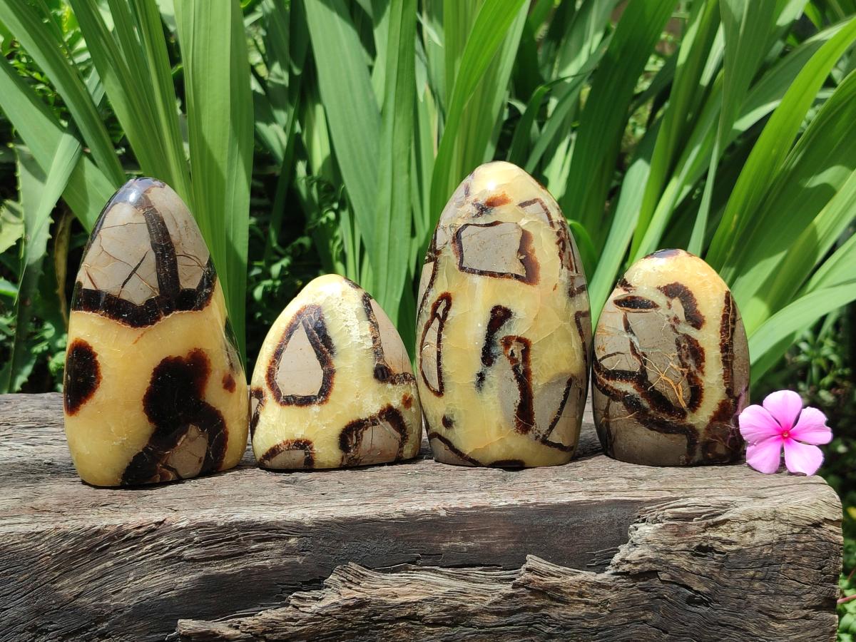 Polished Septerye Standing Free Forms x 4 From Mahajanga, Madagascar