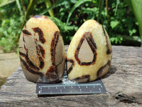 Polished Septerye Standing Free Forms x 4 From Mahajanga, Madagascar