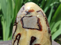 Polished Septerye Standing Free Forms x 4 From Mahajanga, Madagascar