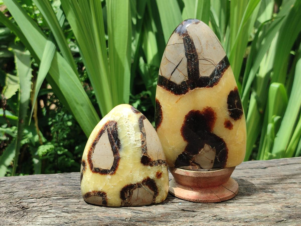 Polished Septerye Standing Free Forms x 4 From Mahajanga, Madagascar