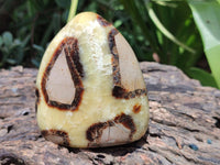 Polished Septerye Standing Free Forms x 4 From Mahajanga, Madagascar