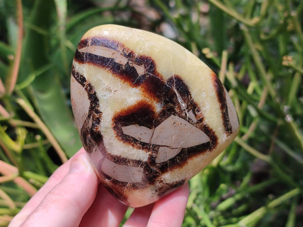 Polished Septerye Standing Free Forms x 4 From Mahajanga, Madagascar