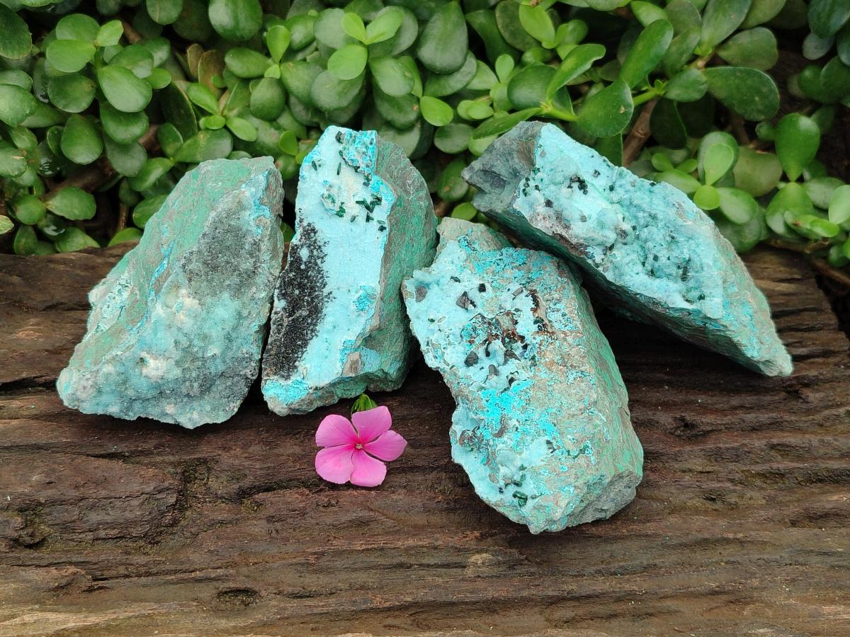 Natural Drusy Coated Chrysocolla With Malachite Crystals On Dolomite Specimens x 4 From Lupoto Mine, Congo
