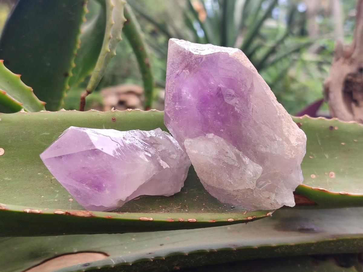 Natural Jacaranda Amethyst Single Crystals x 12 From Mumbwa, Zambia