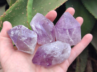 Natural Jacaranda Amethyst Single Crystals x 12 From Mumbwa, Zambia