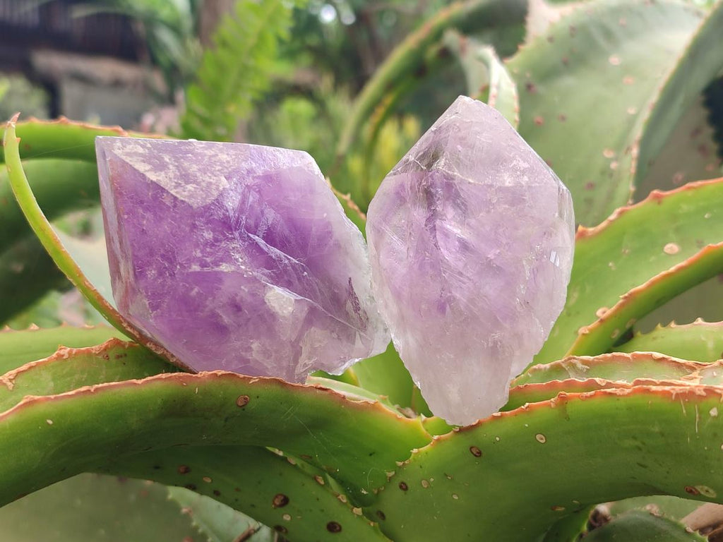 Natural Jacaranda Amethyst Single Crystals x 12 From Mumbwa, Zambia