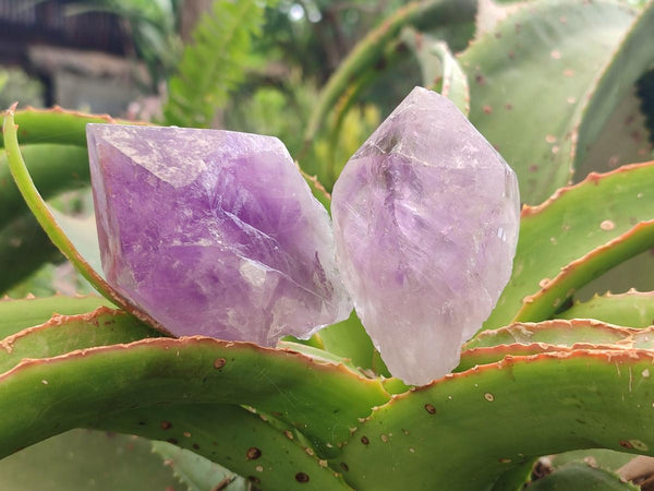 Natural Jacaranda Amethyst Single Crystals x 12 From Mumbwa, Zambia