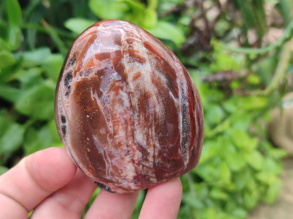 Polished Red Podocarpus Petrified Wood Standing Free Forms x 6 From Mahajanga, Madagascar