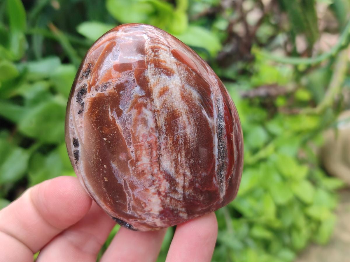 Polished Red Podocarpus Petrified Wood Standing Free Forms x 6 From Mahajanga, Madagascar