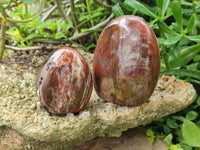 Polished Red Podocarpus Petrified Wood Standing Free Forms x 6 From Mahajanga, Madagascar