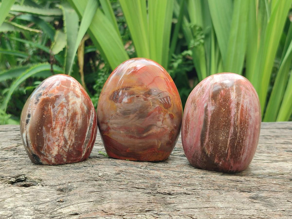 Polished Red Podocarpus Petrified Wood Standing Free Forms x 6 From Mahajanga, Madagascar