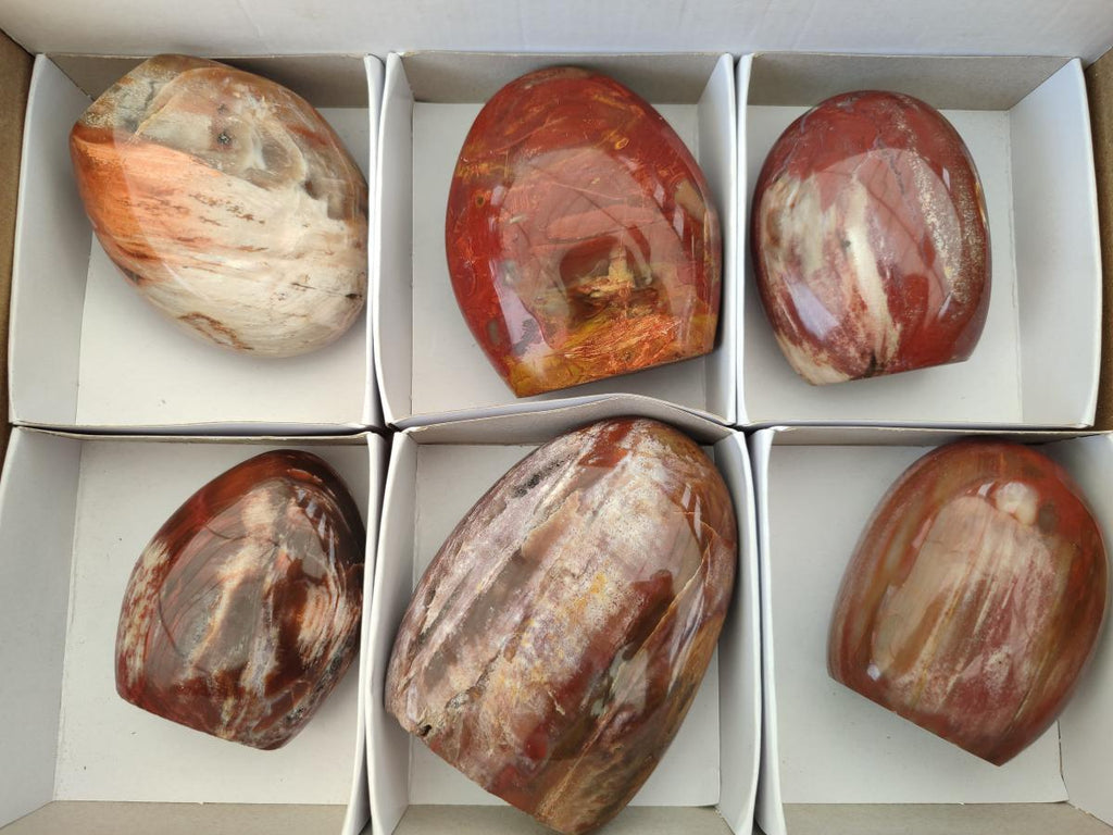 Polished Red Podocarpus Petrified Wood Standing Free Forms x 6 From Mahajanga, Madagascar