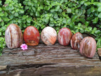 Polished Red Podocarpus Petrified Wood Standing Free Forms x 6 From Mahajanga, Madagascar