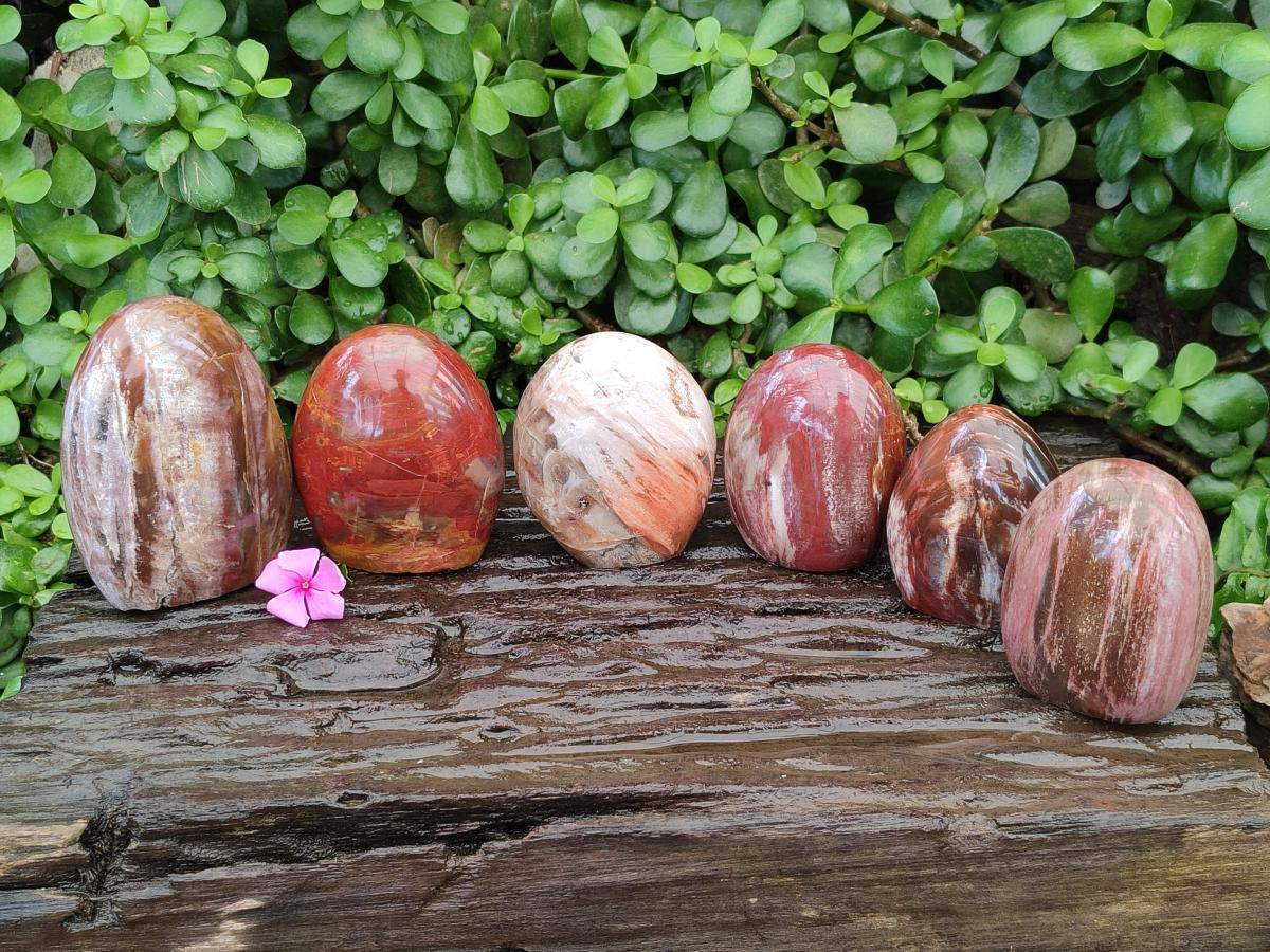 Polished Red Podocarpus Petrified Wood Standing Free Forms x 6 From Mahajanga, Madagascar