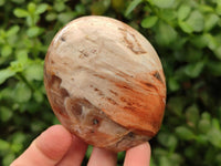 Polished Red Podocarpus Petrified Wood Standing Free Forms x 6 From Mahajanga, Madagascar