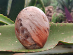 Polished Red Podocarpus Petrified Wood Standing Free Forms x 6 From Mahajanga, Madagascar