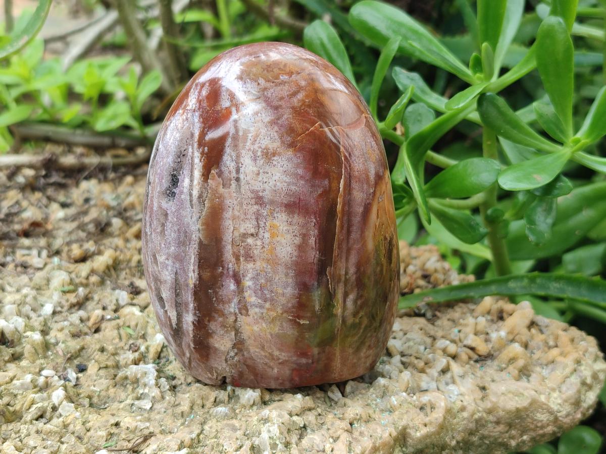 Polished Red Podocarpus Petrified Wood Standing Free Forms x 6 From Mahajanga, Madagascar