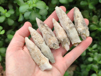 Natural Drusy Quartz Coated Spearhead Calcite Specimens x 35 From Albert's Mountain, Lesotho