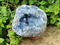 Natural Large Blue Celestite Specimen x 1 From Sakoany, Madagascar