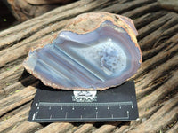 Polished On One Side Red Shashe River Agate Nodules x 4 From Shashe River, Zimbabwe