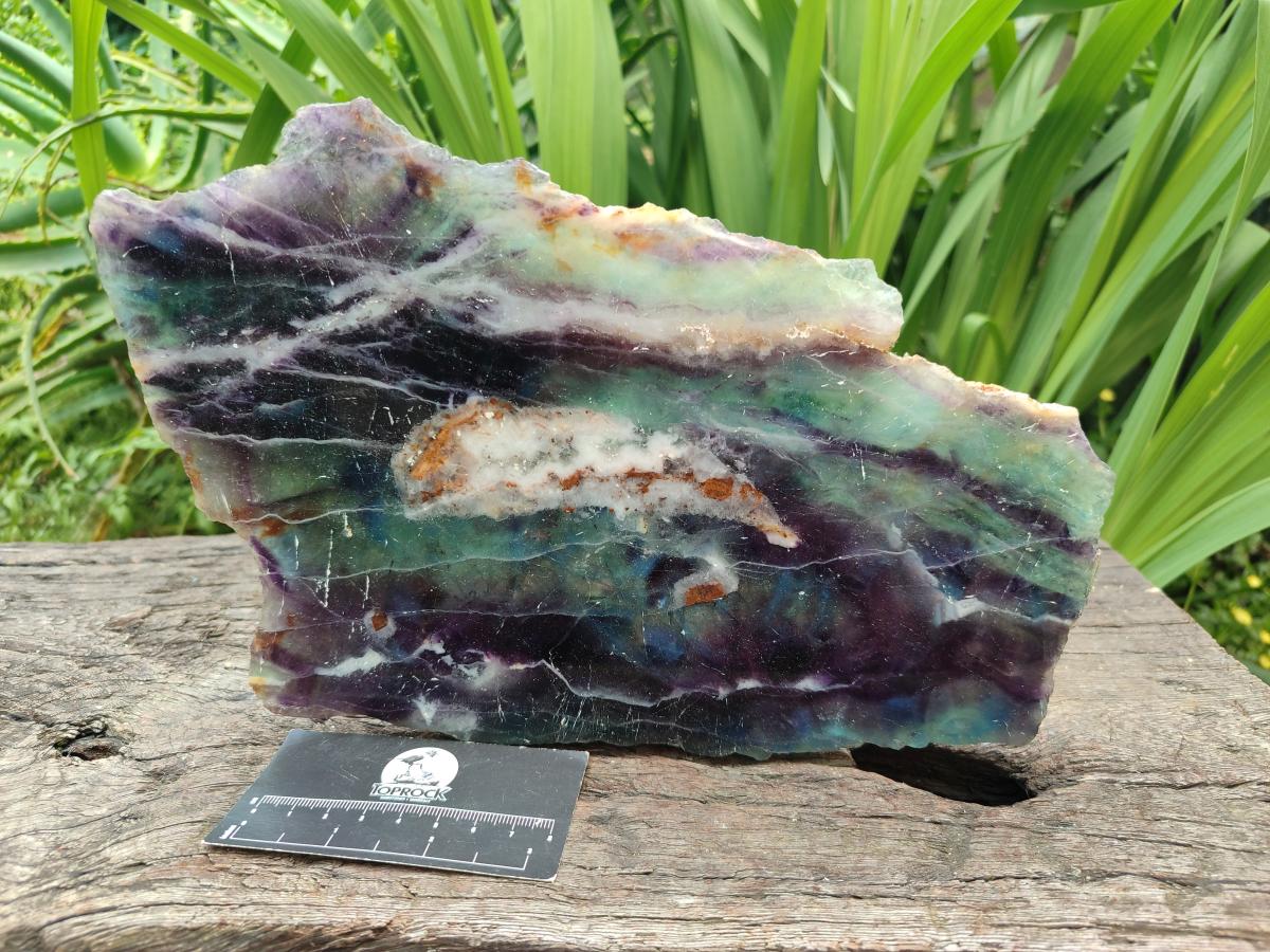 Polished Large Watermelon Fluorite Slice x 1 From Uis, Namibia