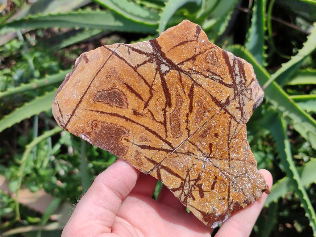 Polished On One Side Nguni Jasper Specimens x 3 From Northern Cape, South Africa