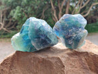 Natural Watermelon Fluorite Cobbed Specimens x 12 From Uis, Namibia
