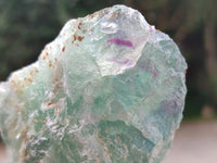 Natural Watermelon Fluorite Cobbed Specimens x 12 From Uis, Namibia