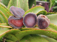 Polished On One Side Red Shashe River Agate Nodules x 35 From Shashe River, Zimbabwe