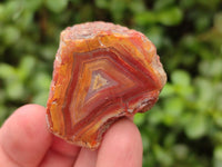 Polished On One Side Red Shashe River Agate Nodules x 35 From Shashe River, Zimbabwe