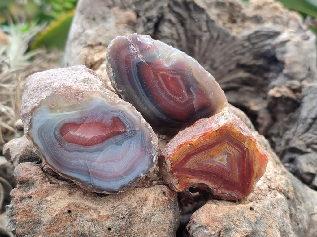 Polished On One Side Red Shashe River Agate Nodules x 35 From Shashe River, Zimbabwe