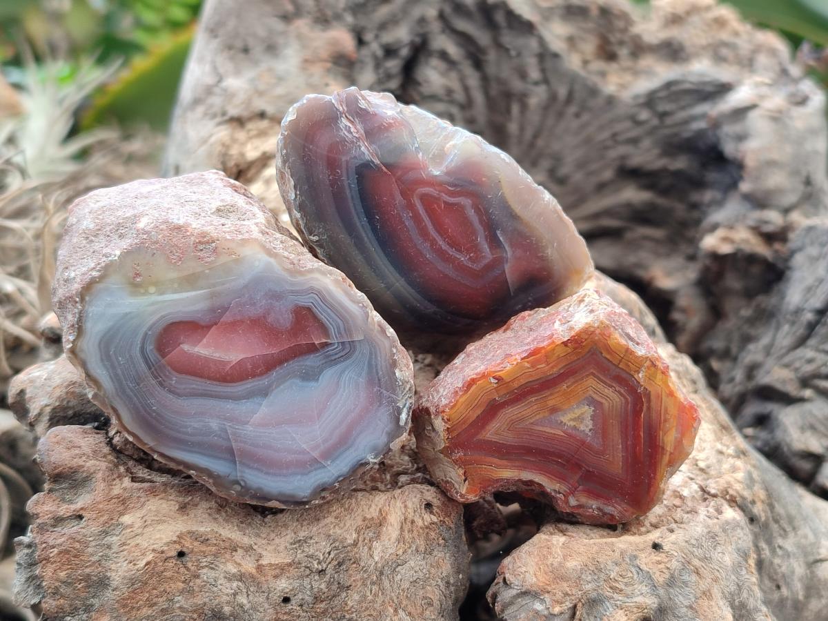 Polished On One Side Red Shashe River Agate Nodules x 35 From Shashe River, Zimbabwe