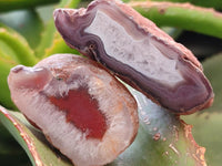 Polished On One Side Red Shashe River Agate Nodules x 35 From Shashe River, Zimbabwe
