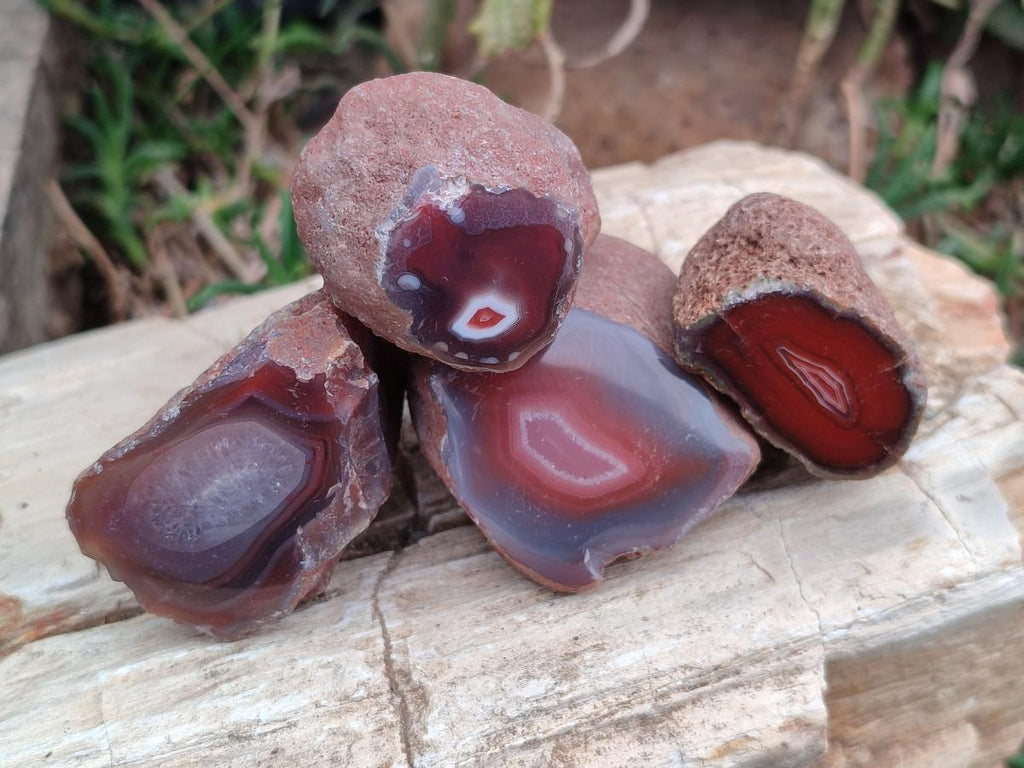 Polished On One Side Red Shashe River Agate Nodules x 35 From Shashe River, Zimbabwe