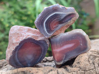 Polished On One Side Red Shashe River Agate Nodules x 35 From Shashe River, Zimbabwe