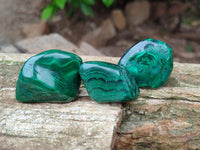 Polished Flower Banded Malachite Free Forms x 35 From Congo